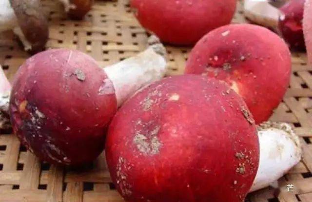 蘑菇压片补硒(食用菌图片大全)-硒宝网