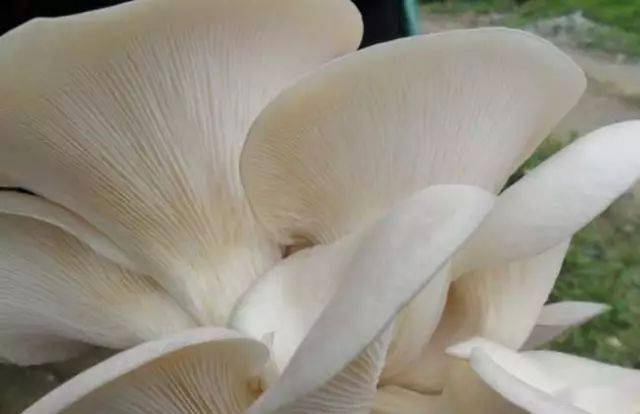 蘑菇压片补硒(食用菌图片大全)-硒宝网