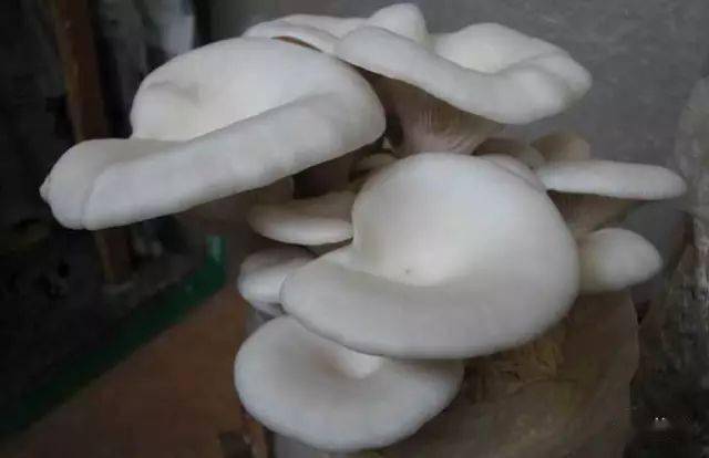 蘑菇压片补硒(食用菌图片大全)-硒宝网