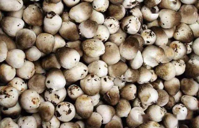 蘑菇压片补硒(食用菌图片大全)-硒宝网