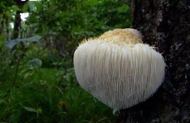 蘑菇压片补硒(食用菌图片大全)-硒宝网