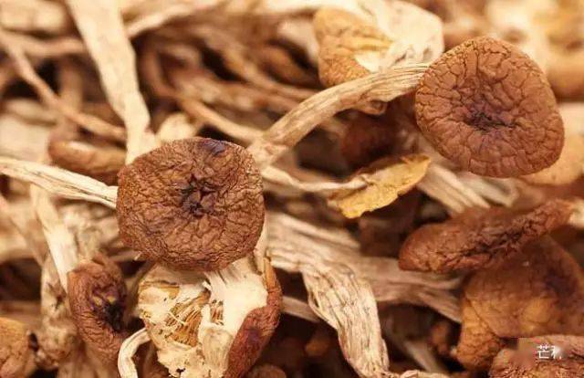 蘑菇压片补硒(食用菌图片大全)-硒宝网