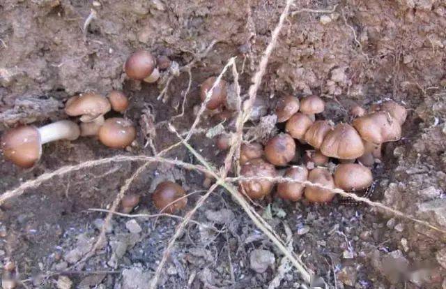 蘑菇压片补硒(食用菌图片大全)-硒宝网