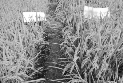 植物如何补硒(海藻肥施用方法及效果)-硒宝网