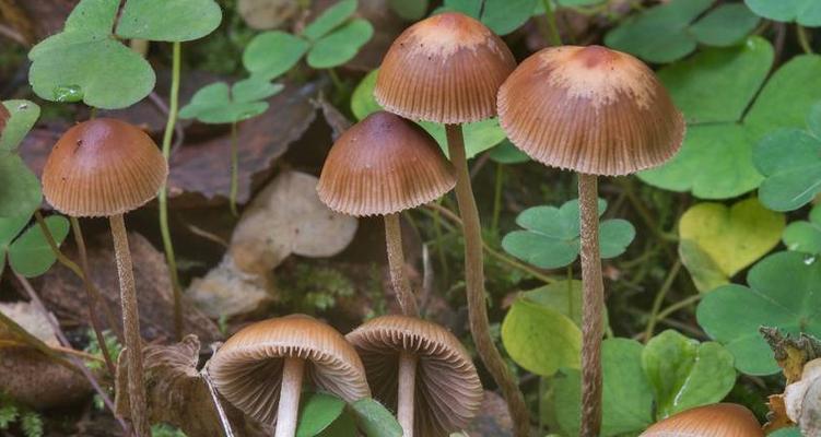 蘑菇压片补硒(蘑菇种类营养价值)-硒宝网