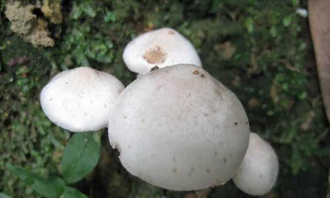 蘑菇压片补硒(蘑菇种类营养价值)-硒宝网