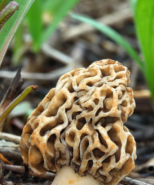 蘑菇压片补硒(蘑菇种类营养价值)-硒宝网