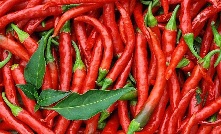 甲亢补硒母片（西红柿富硒蔬菜）-硒宝网