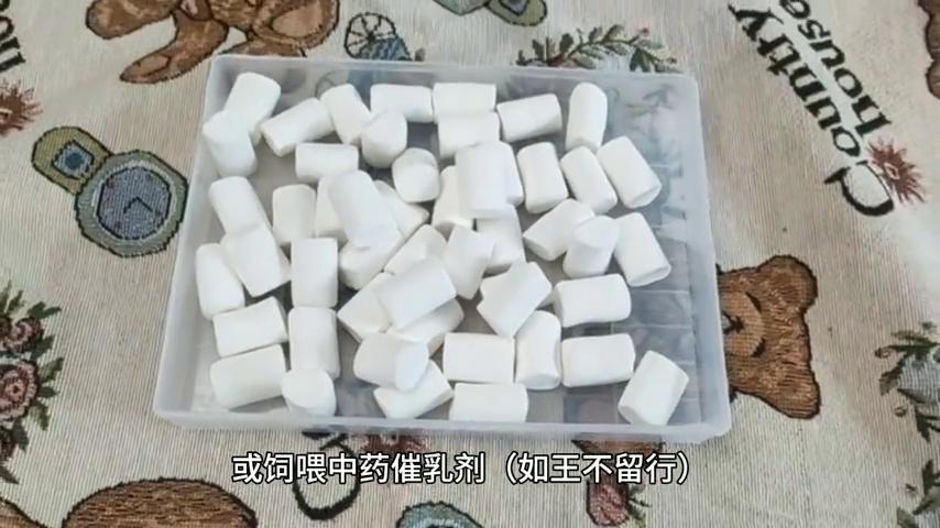 仔猪补硒技术(仔猪存活率提高)-硒宝网