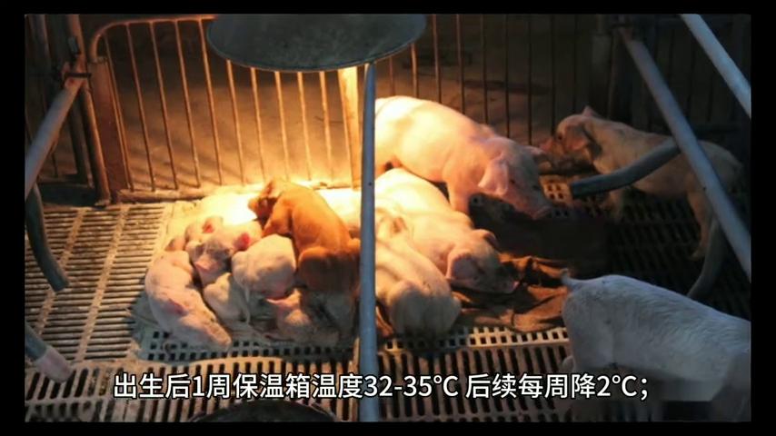 仔猪补硒技术(仔猪存活率提高)-硒宝网