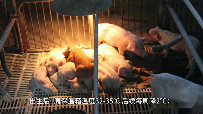 仔猪补硒技术(仔猪存活率提高)-硒宝网