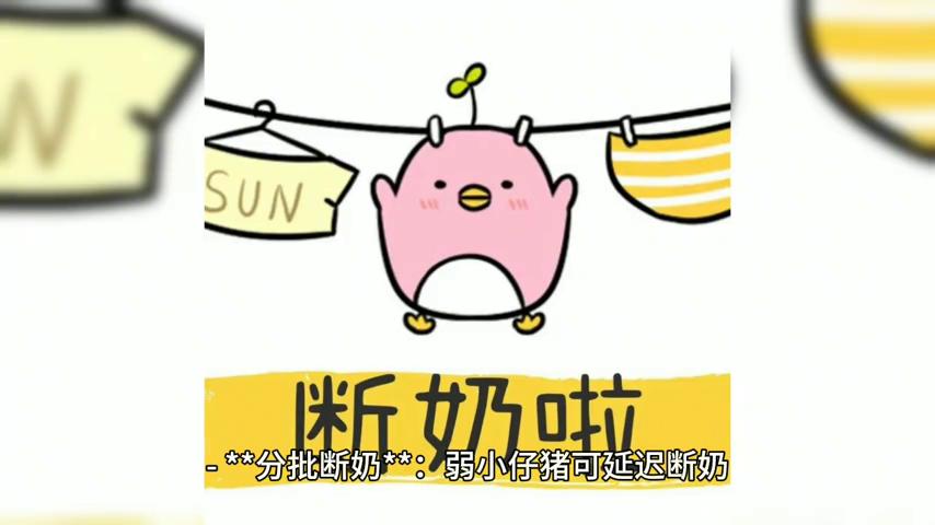 仔猪补硒技术(仔猪存活率提高)-硒宝网