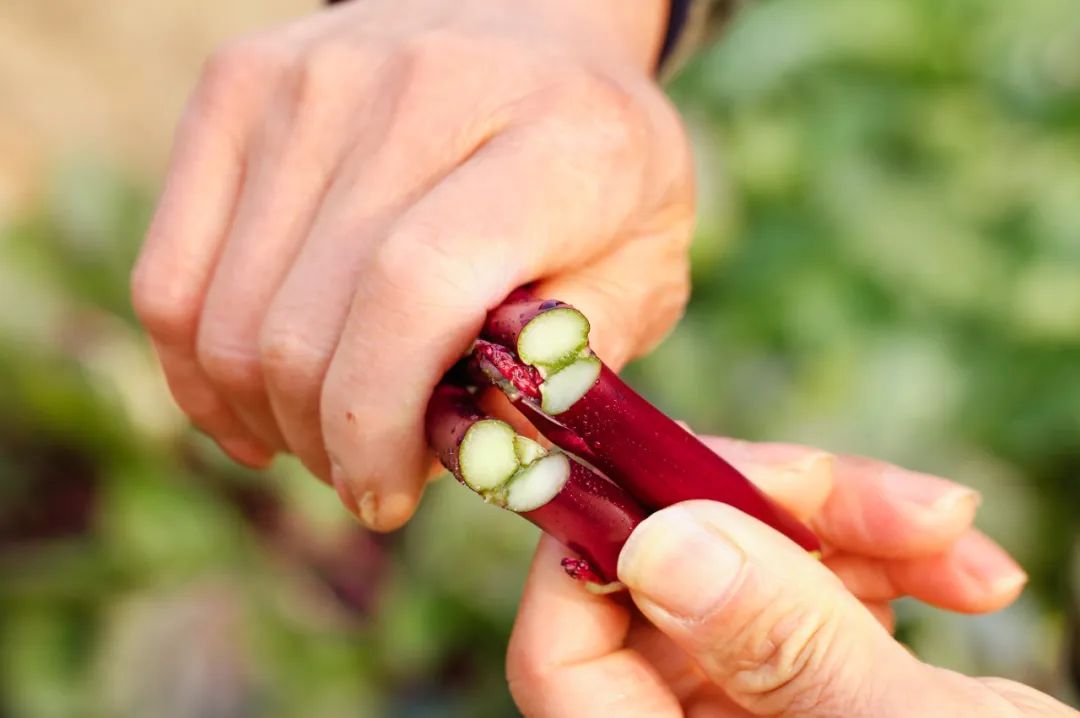 男性补硒保健（红菜薹维生素C含量）-硒宝网