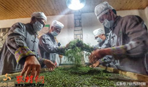 科学补硒陕西（恩施玉露制作工艺）-硒宝网