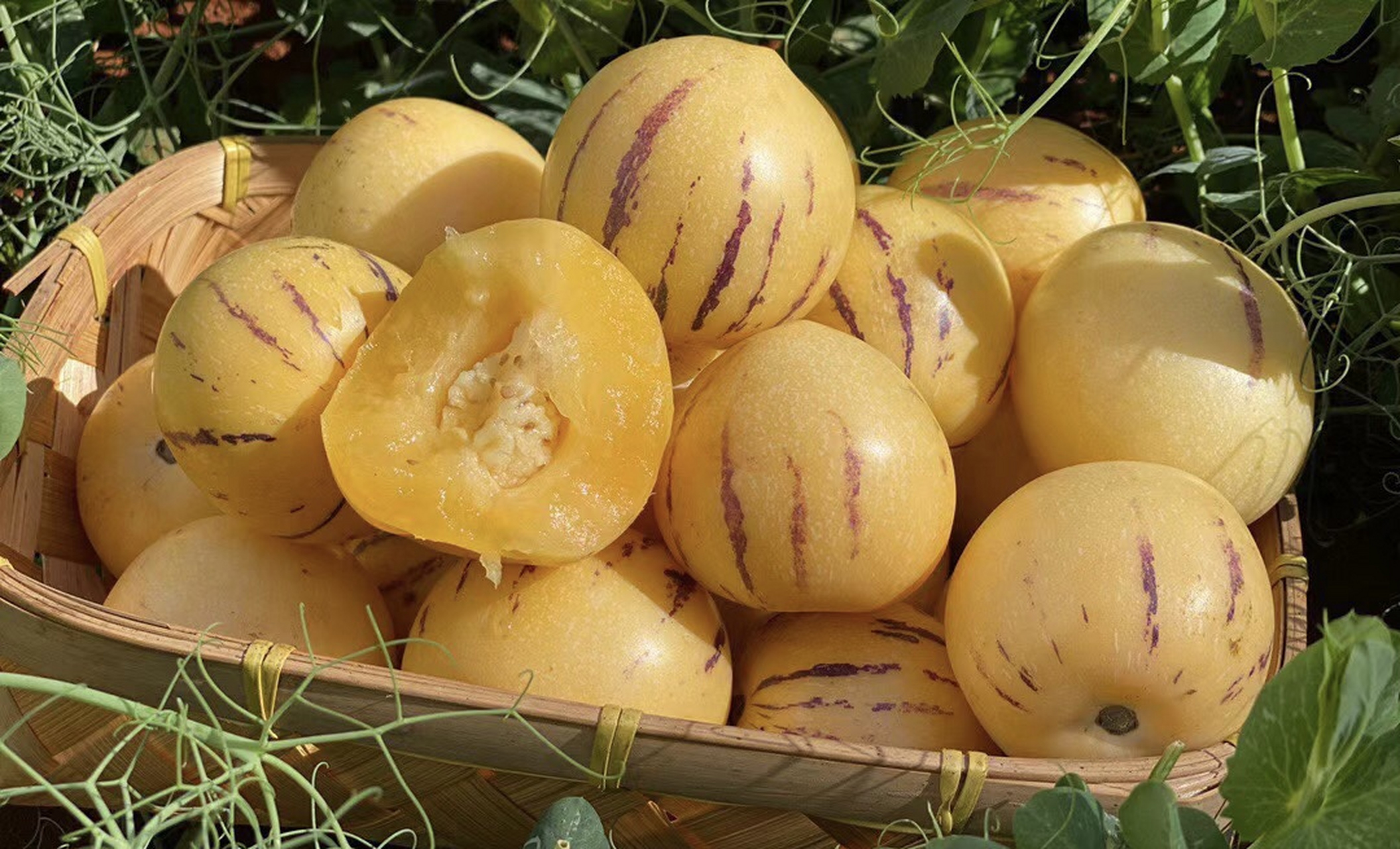 补硒水果之王(甲状腺疾病饮食调理水果选择)-硒宝网