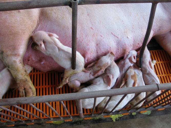 母猪补硒多少(母猪维生素缺乏影响)-硒宝网