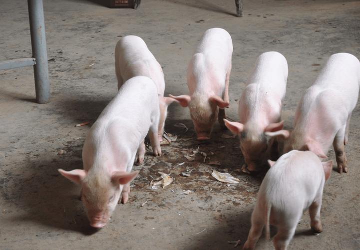 仔猪补硒几次（秋季生猪驱虫保?。?硒宝网