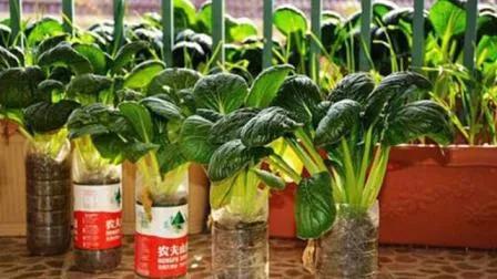 水培蔬菜补硒（水培营养液配方对比）-硒宝网