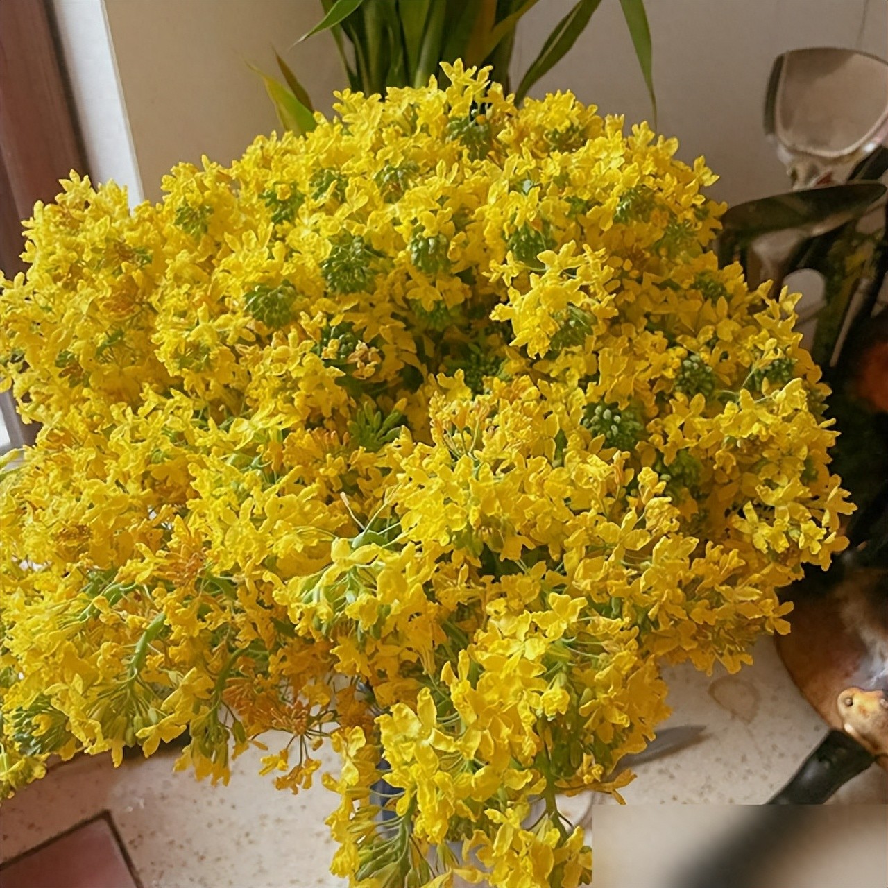 水培蔬菜补硒(厨房边角料变绿植)-硒宝网