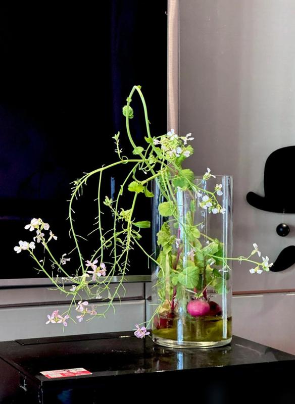 水培蔬菜补硒(厨房边角料变绿植)-硒宝网