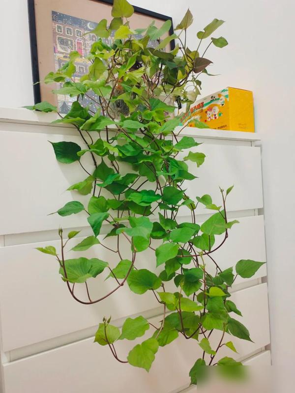 水培蔬菜补硒(厨房边角料变绿植)-硒宝网