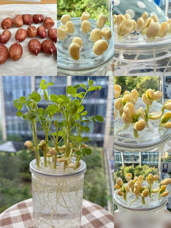 水培蔬菜补硒(厨房边角料变绿植)-硒宝网