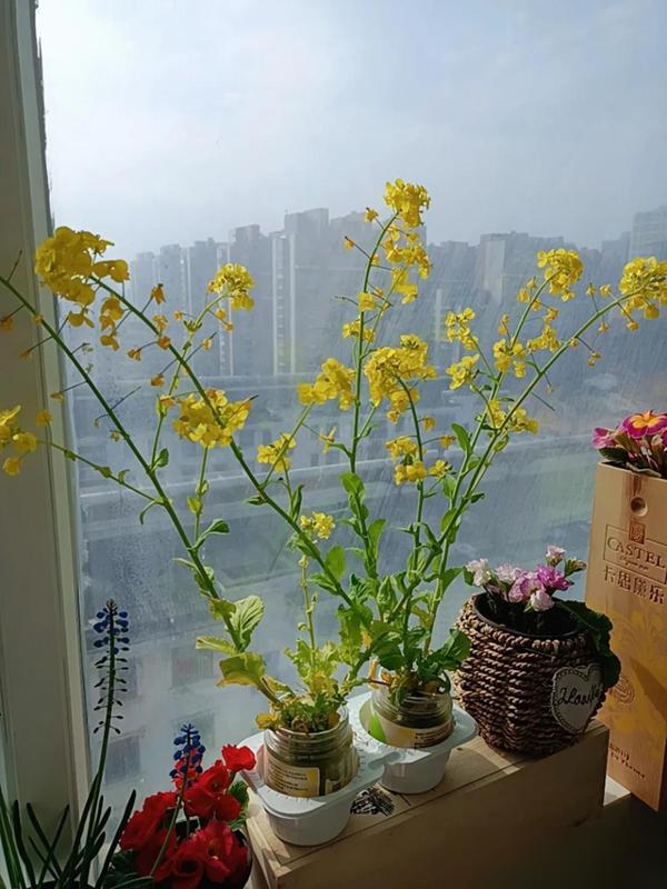 水培蔬菜补硒(厨房边角料变绿植)-硒宝网