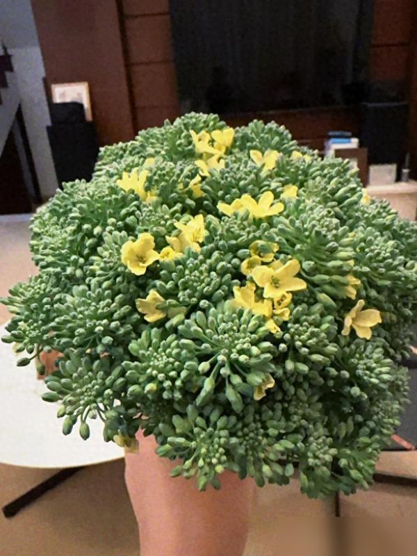 水培蔬菜补硒(厨房边角料变绿植)-硒宝网