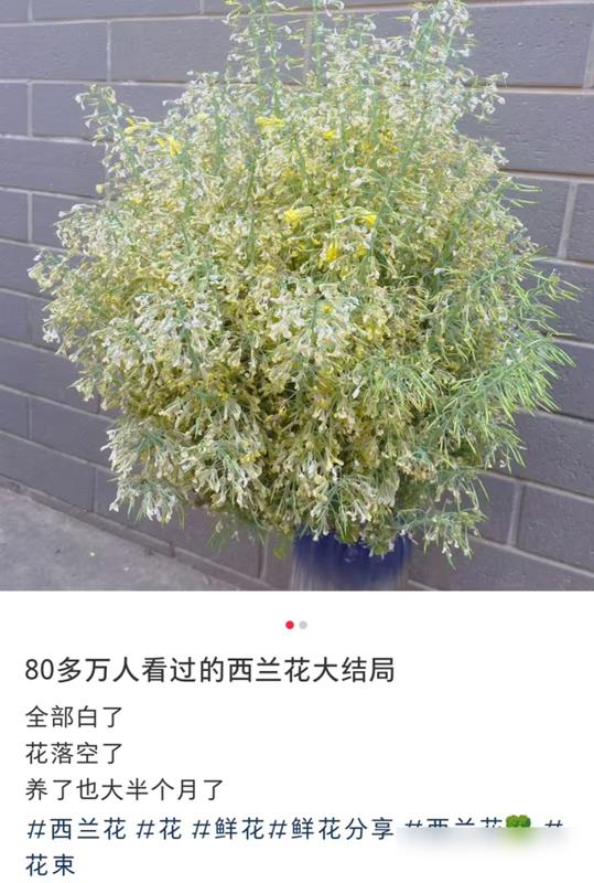 水培蔬菜补硒(厨房边角料变绿植)-硒宝网
