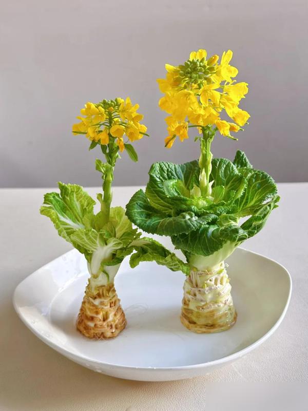 水培蔬菜补硒(厨房边角料变绿植)-硒宝网