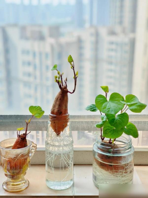 水培蔬菜补硒(厨房边角料变绿植)-硒宝网