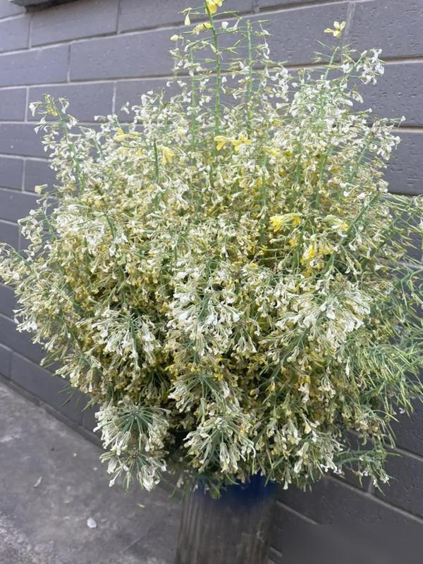 水培蔬菜补硒(厨房边角料变绿植)-硒宝网