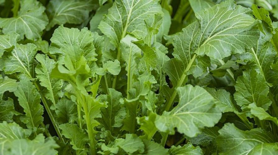 补硒海鲜推荐（高硒蔬菜健康益处）-硒宝网