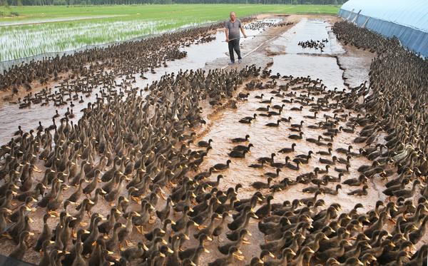 水稻如何补硒（袁小全富硒水稻养殖）-硒宝网
