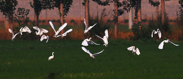 水稻如何补硒（袁小全富硒水稻养殖）-硒宝网