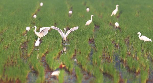 水稻如何补硒（袁小全富硒水稻养殖）-硒宝网