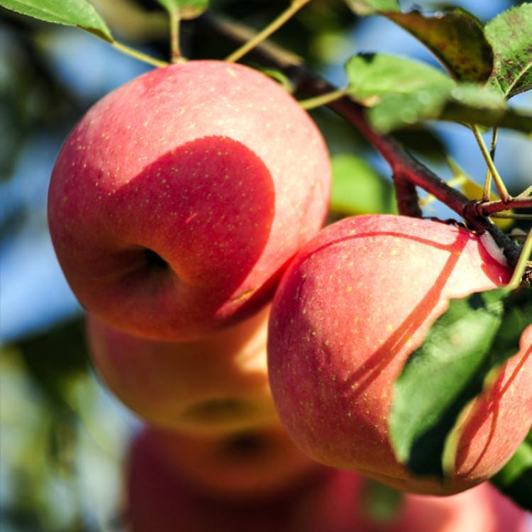 苹果补硒好吗(SeApple希苹果品牌)-硒宝网