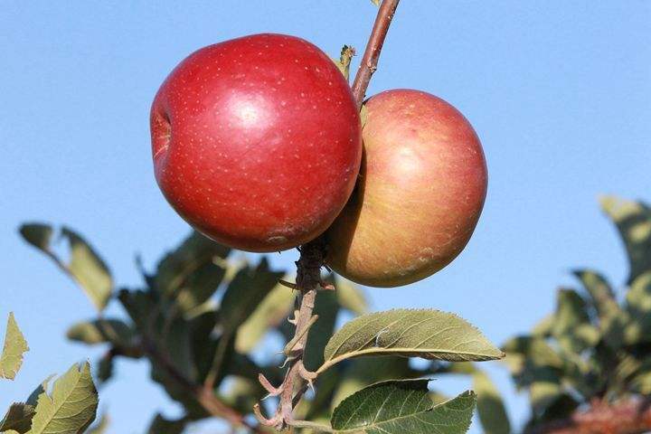 苹果补硒好吗(SeApple希苹果品牌)-硒宝网