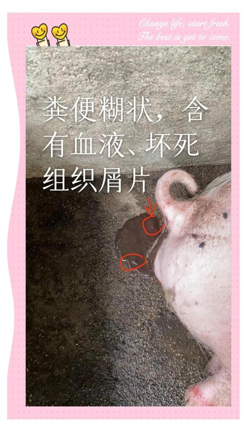 仔猪补硒腹泻(仔猪腹泻防治方法)-硒宝网