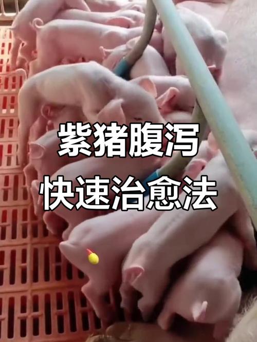 仔猪补硒腹泻(仔猪腹泻防治方法)-硒宝网
