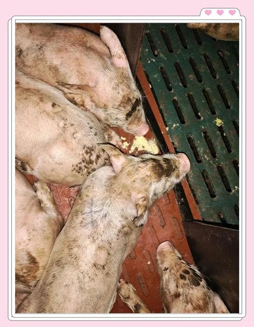 仔猪补硒腹泻(仔猪腹泻防治方法)-硒宝网