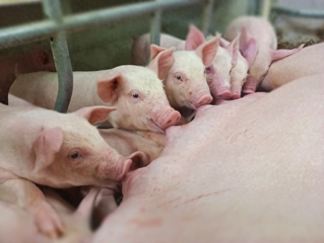 如何补硒仔猪(仔猪环境与饲养管理要点)-硒宝网