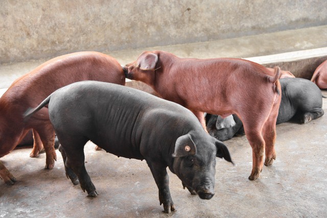 如何补硒仔猪(仔猪环境与饲养管理要点)-硒宝网