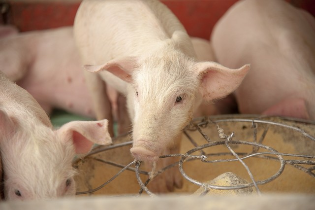 如何补硒仔猪(仔猪环境与饲养管理要点)-硒宝网