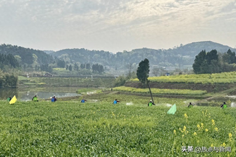 小麦怎么补硒(乐至县农业科技创新)-硒宝网