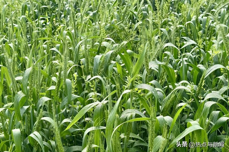 小麦怎么补硒(乐至县农业科技创新)-硒宝网