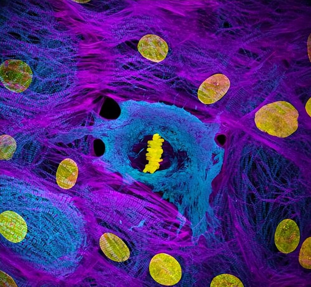 科学补硒必读（硒元素与心血管健康）-硒宝网