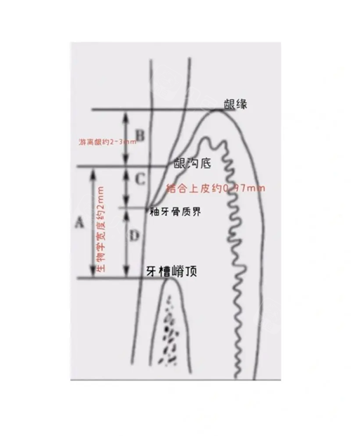 牙龈出血补硒(牙龈沟深度与牙周炎)-硒宝网