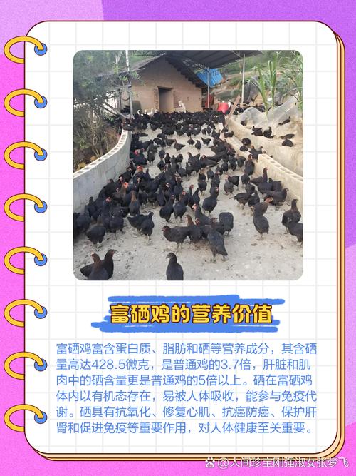 土鸡需要补硒(土鸡营养价值分析)-硒宝网