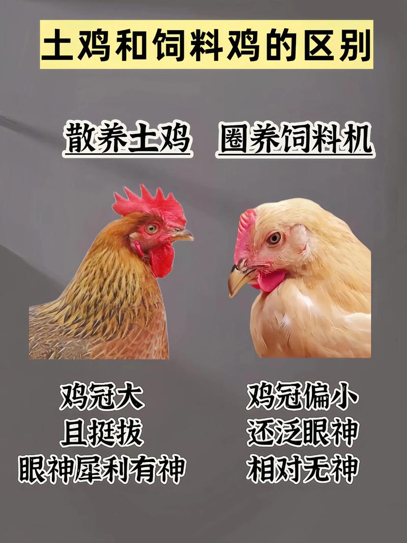 土鸡需要补硒(土鸡养殖利润计算)-硒宝网